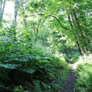 嵐山公園散策路（登山道）
