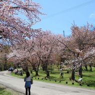 満開の桜